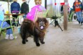 /album/fotogaleria-klubova-vystava-2014/chowchow-lipovina-022-jpg1/